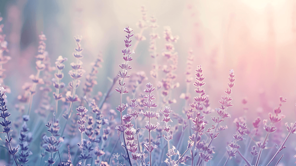 Care Bliss: Why End-of-Life Care Doesn't Have to Be Heartbreaking: The Sacred Transformation Alternative